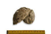 F 02275
<br/>
<br/>
<em></em>